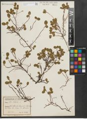 Foto von Salix herbacea L.